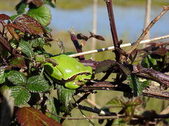 Hyla molleri