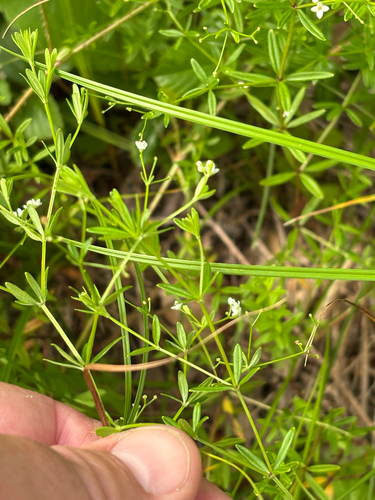 iNaturalist observation photo of bedstraws