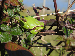 Hyla molleri