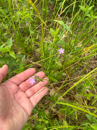 iNaturalist observation photo of smooth phlox