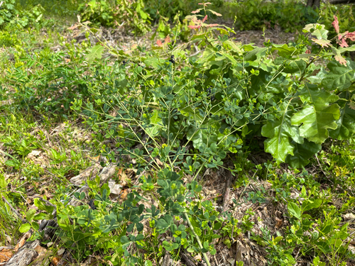 iNaturalist observation photo of eastern wild indigo