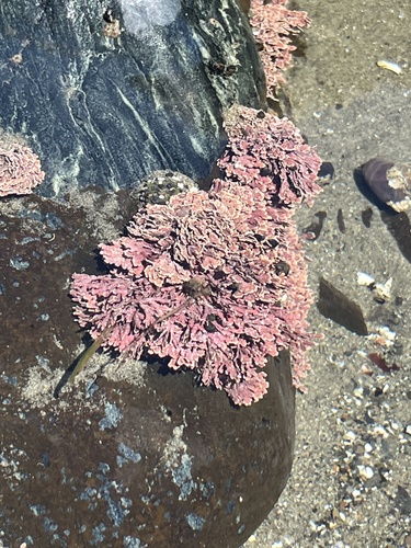 Bossiella plumosa, 2026-06-01