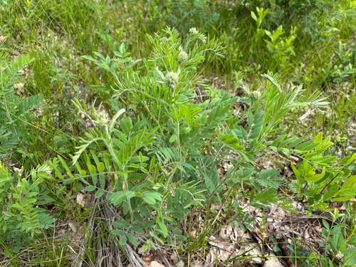 iNaturalist observation photo of goat's rue