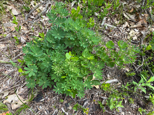 iNaturalist observation photo of Sundial Lupine