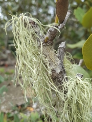 Ramalina pacifica