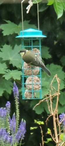 Great Tit