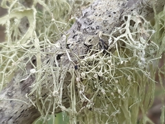 Ramalina geniculata