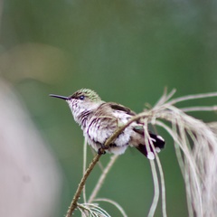 Mellisuga minima