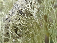 Ramalina geniculata