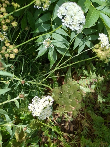 Oenanthe pimpinelloides, photograph 6