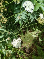 Oenanthe pimpinelloides, photograph (c) Gabrielle Jarvis, some rights reserved (CC BY)