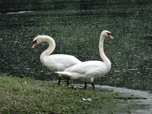 Mute Swan