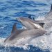 Delfín Moteado del Atlántico - Photo (c) Christine Veeschkens, algunos derechos reservados (CC BY-NC-ND)