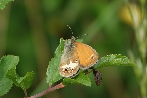 Pearly Heath