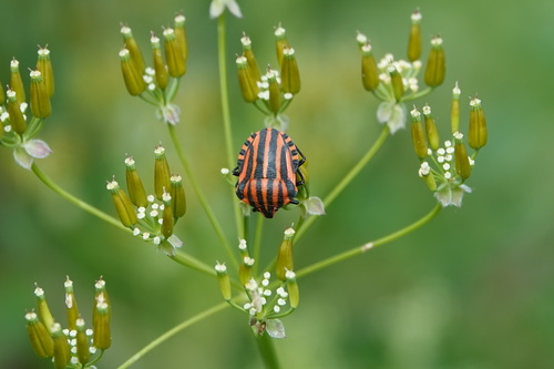 Continental Striped Shield Bug