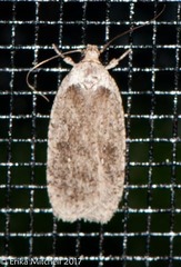 Agonopterix canadensis