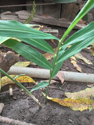 Zingiber officinale observed 2026-06-08