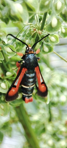 Fiery Clearwing