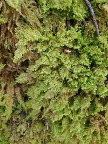 Comb-moss