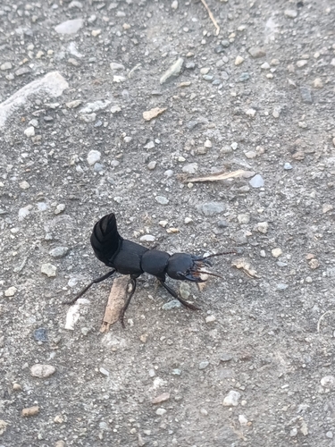Devil's Coach Horse Beetle