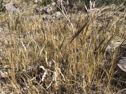 iNaturalist observation photo of cape ricegrass