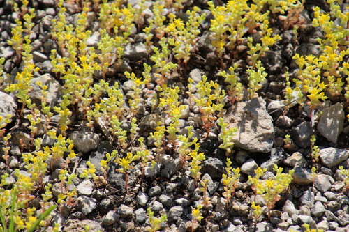 Sedum nuttallii, photograph 6