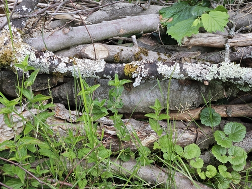 Sand Lizard