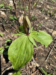 Trillium viride
