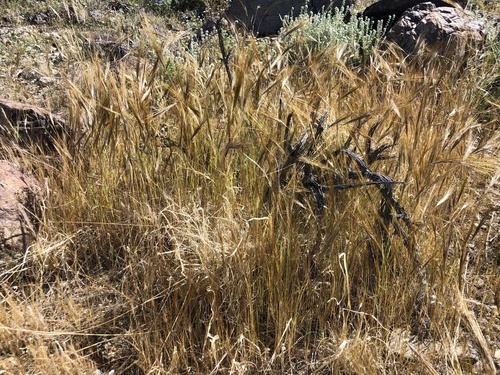 iNaturalist observation photo of cape ricegrass