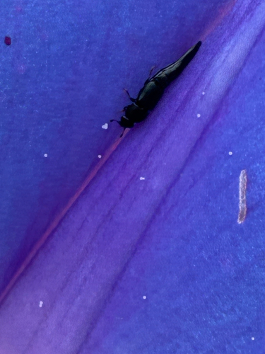 Conotelus obscurus