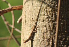 Anolis wellbornae