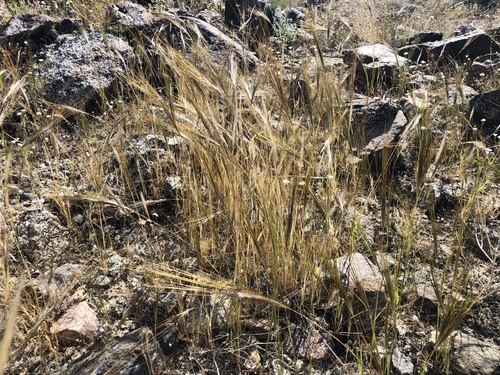 iNaturalist observation photo of cape ricegrass