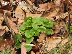 Caltha palustris