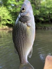 Morone chrysops × saxatilis