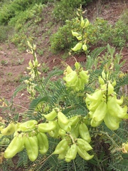 Astragalus curtipes