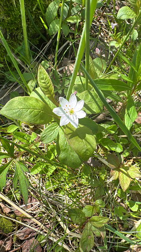 Arctic Starflower