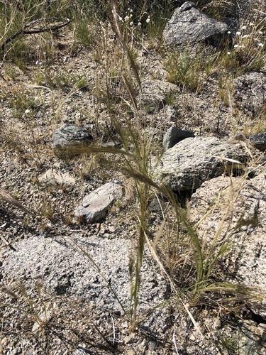 iNaturalist observation photo of cape ricegrass
