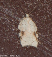 Acleris cornana