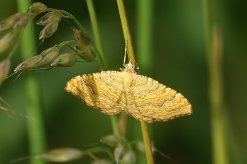 Yellow Shell Moth