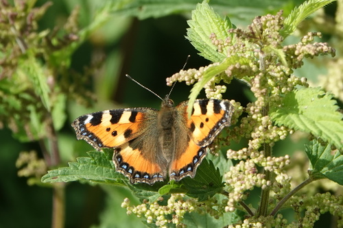 Small Tortoiseshell