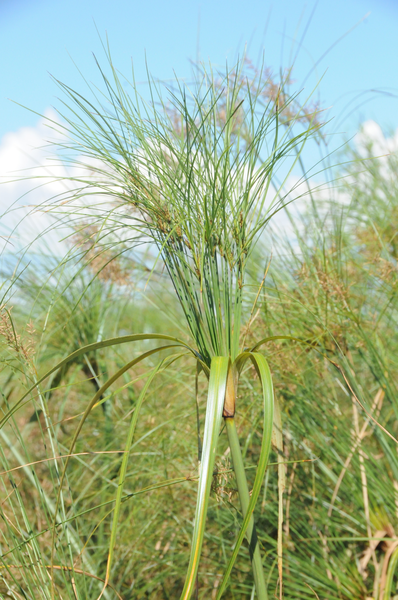 Cyperus giganteus