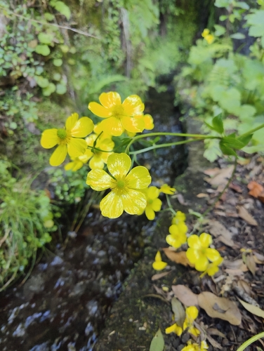 Ranunculus cortusifolius, photograph 4