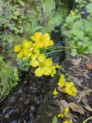 author not stated, no rights reserved Ranunculus cortusifolius, photograph author not stated, no rights reserved