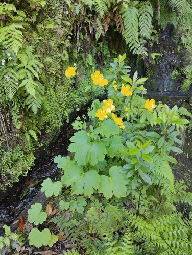 Ranunculus cortusifolius, photograph 5