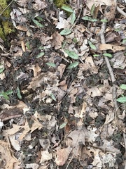 Anemonoides quinquefolia