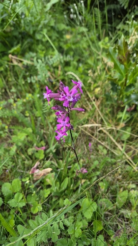Sticky Catchfly