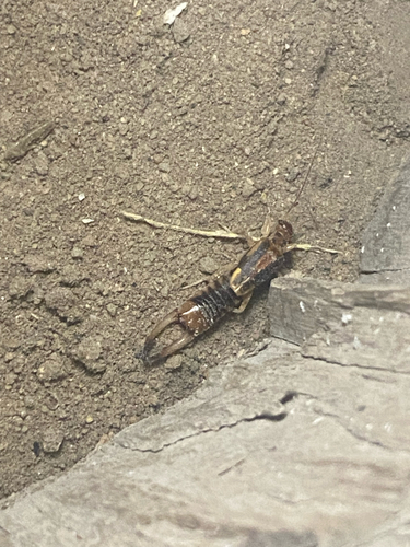 Shore Earwig