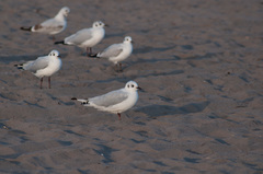 Chroicocephalus serranus