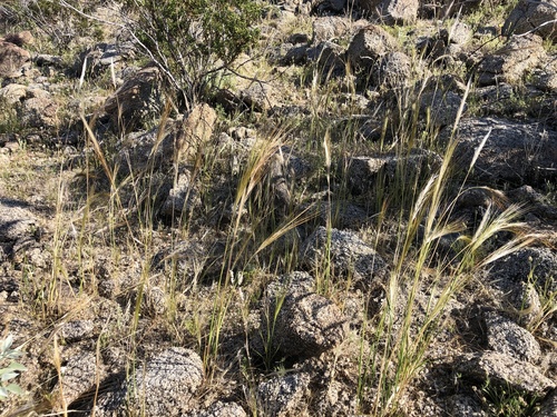 iNaturalist observation photo of cape ricegrass