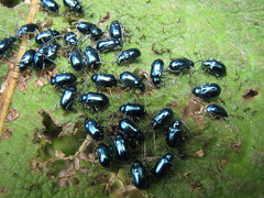 Alticina